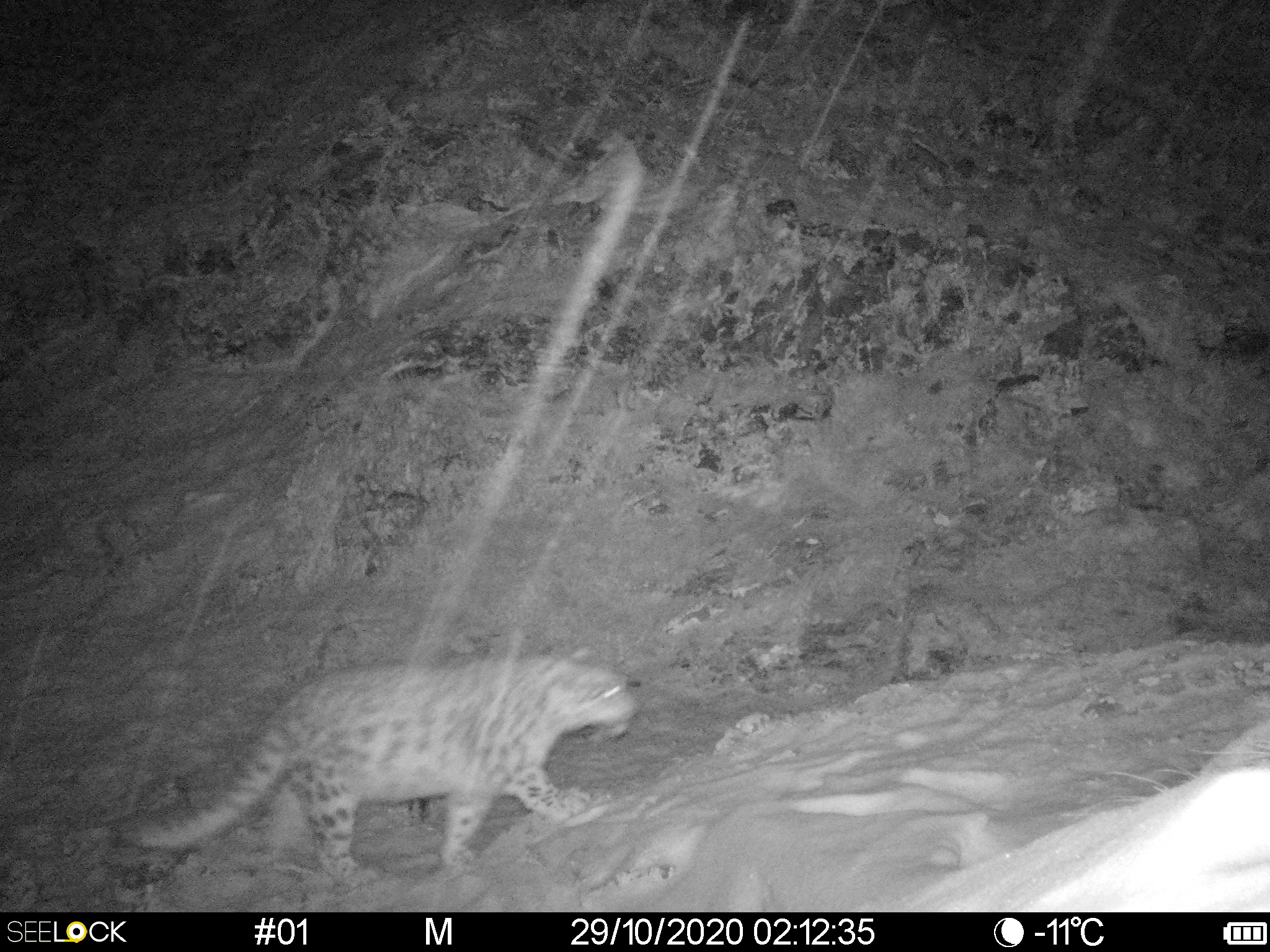 Сарымсақты жотасында барыс жортып жүр