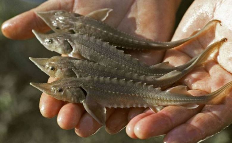 Атыраулық азаматтан 30 келіге жуық бекіре балығы тәркіленді