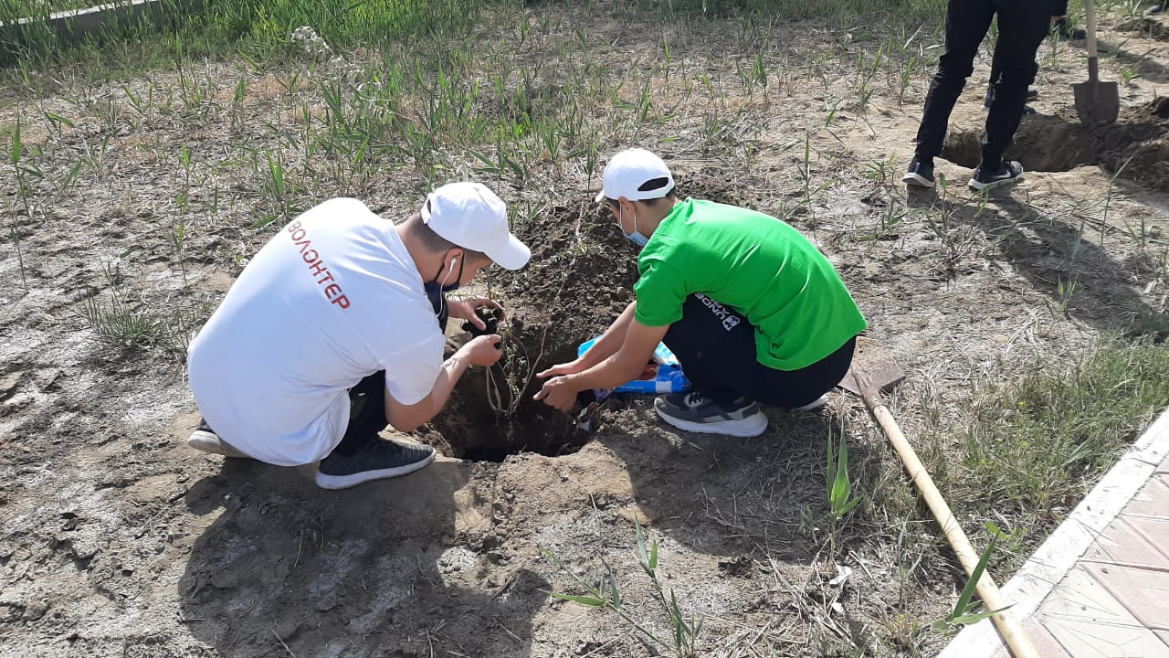 Атырауда оқушылар саябаққа жеміс ағаштарының көшетін екті