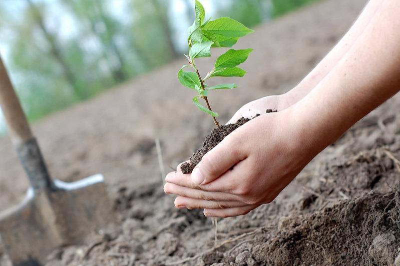 50 түп шаған отырғызды