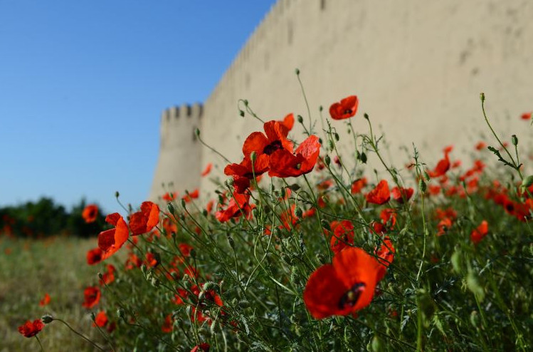 Шұбайқызыл қызғалдағы