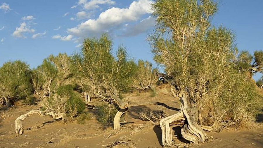 Сырдың сәні – сексеуіл