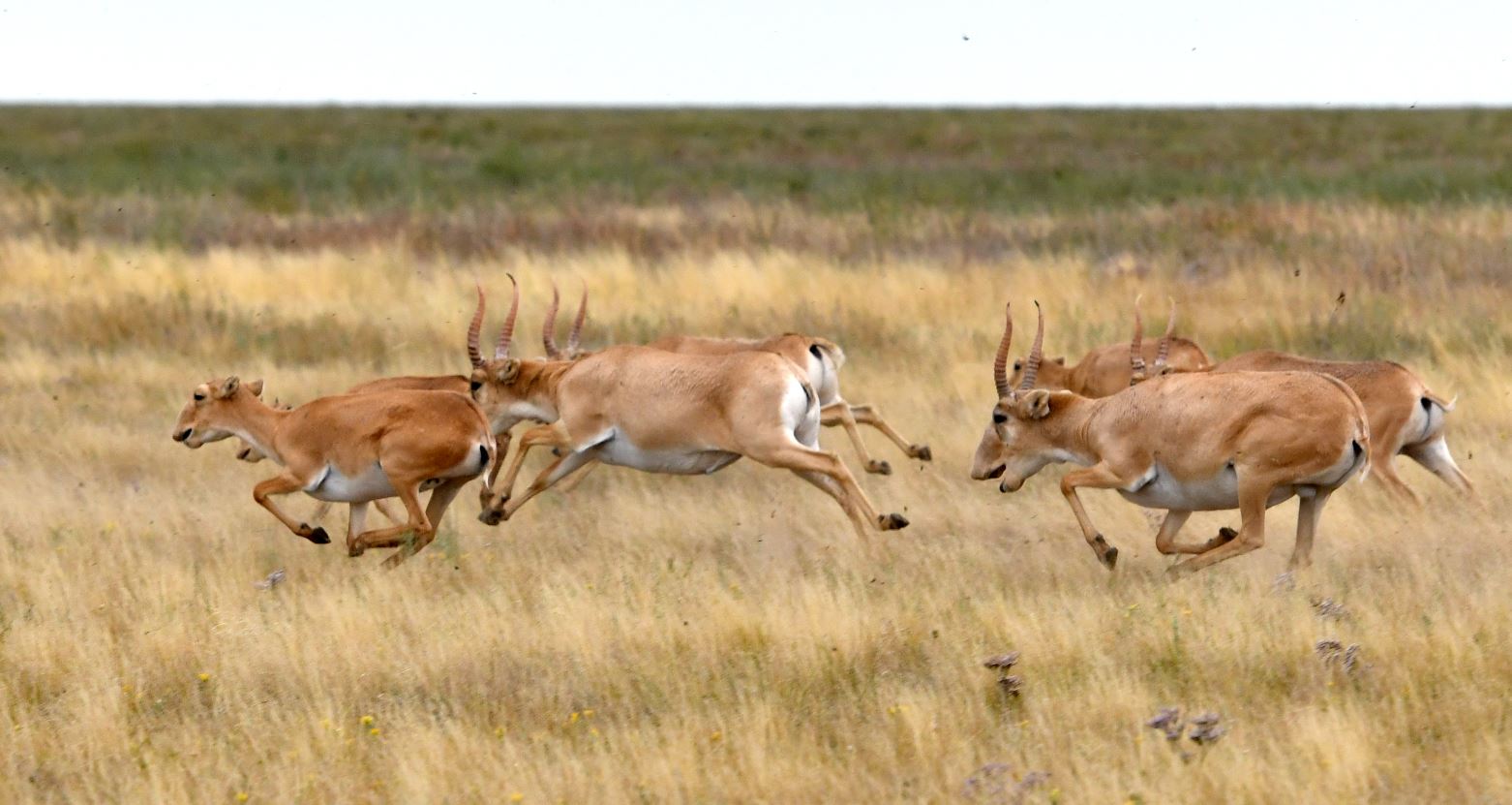 Киік күйік пе?