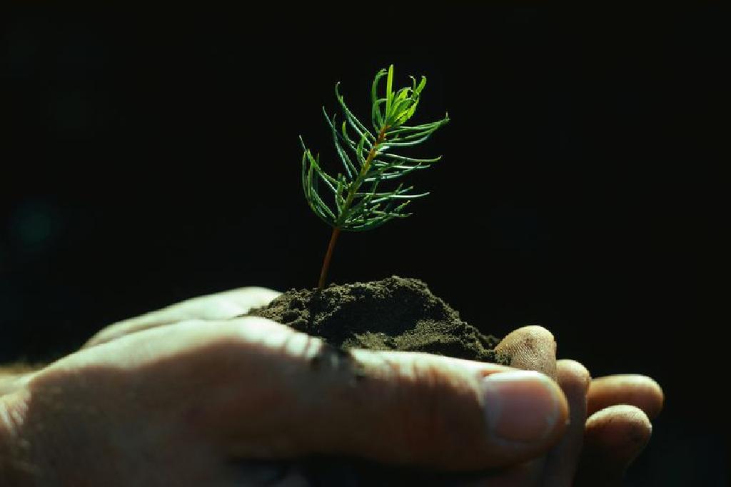 Атырауда көпжылдық 38 ағаш тамырымен көшірілді