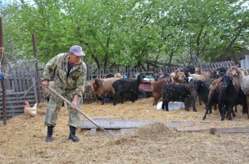 Қой баққан озар...