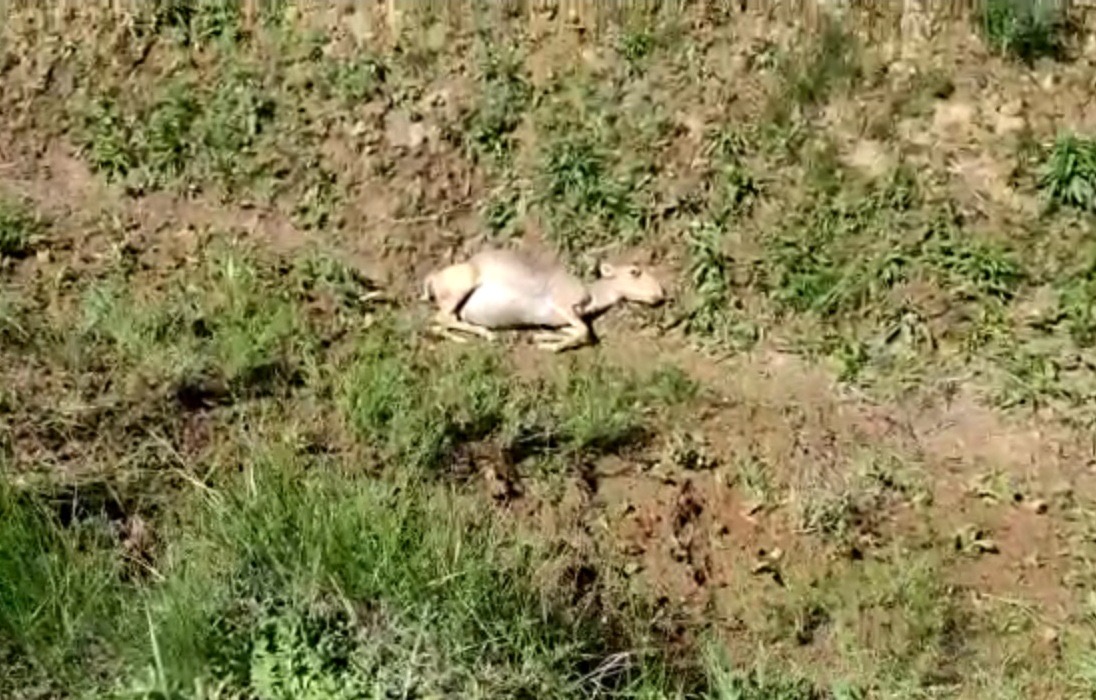 Батыс Қазақстанда киіктер өліп жатыр