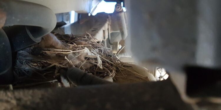 Теңіз кенішінде көлік астынан құс ұясы табылды