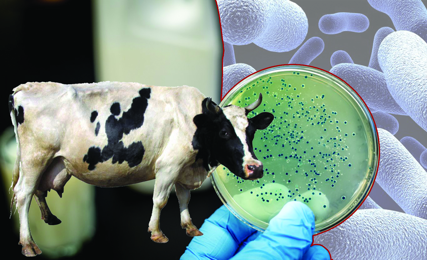 «Бруцеллез» мал өрісте жүр