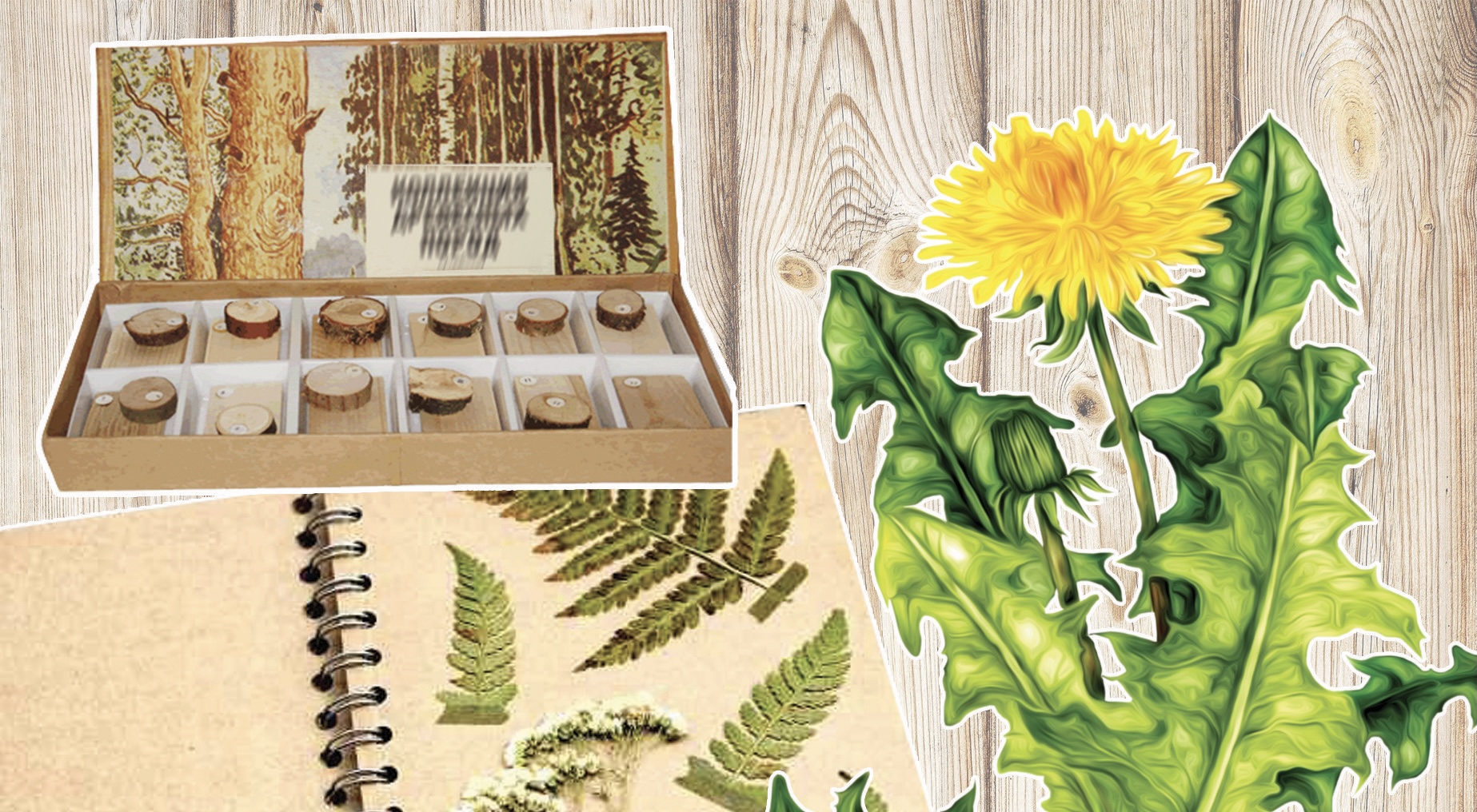 Гербарий қоры мен тұқым банкін дамыту қажет