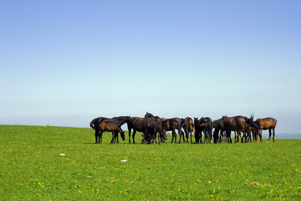 Малы бардың жері жоқ, жері бардың малы жоқ