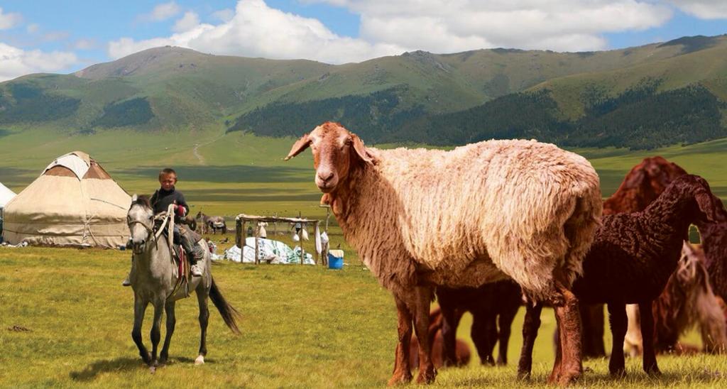 Жер аңсаған қызыл қой