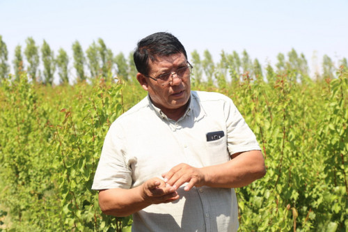 Амантайдың алмабағы