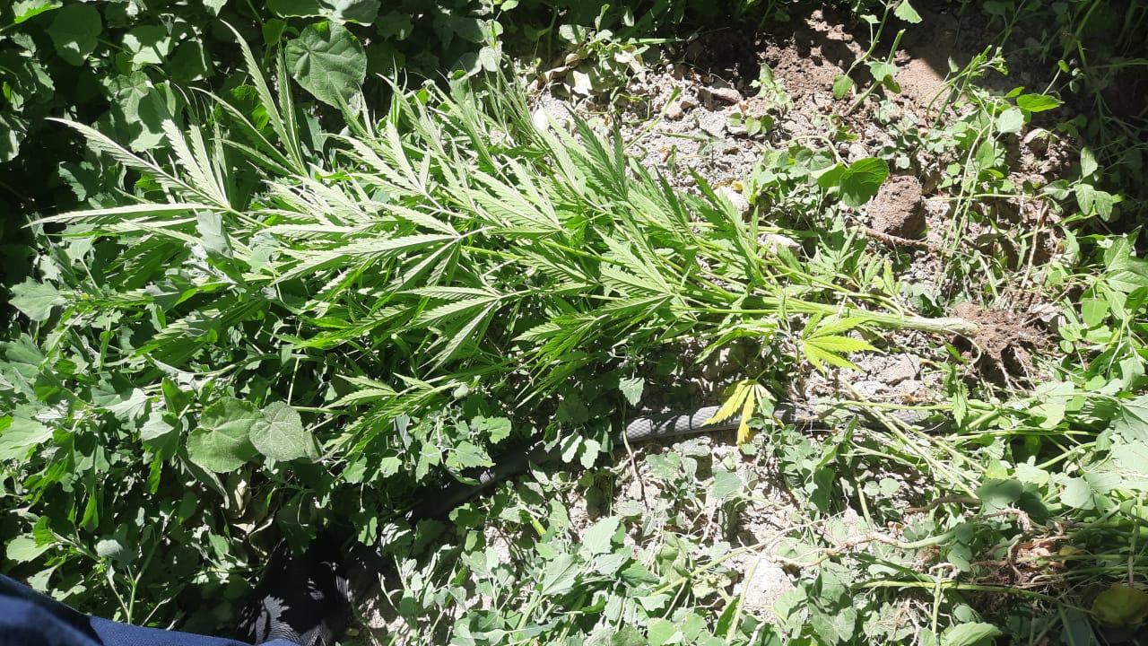 Қызылордалық азамат ауласына есірткі еккен