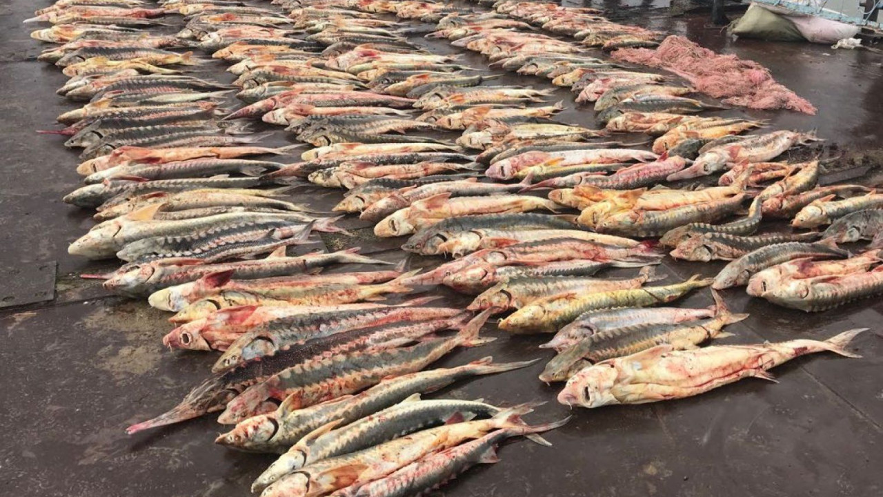 Батыста браконьерлерден 35 тонна балық тәркіленді