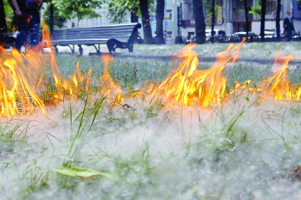 Теректің мамығы тілсіз жауды үдетуде