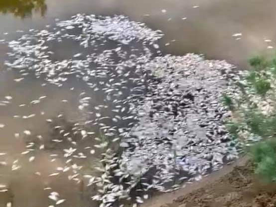 Атырау облысындағы Ноғайты өзенінде балық қырылды