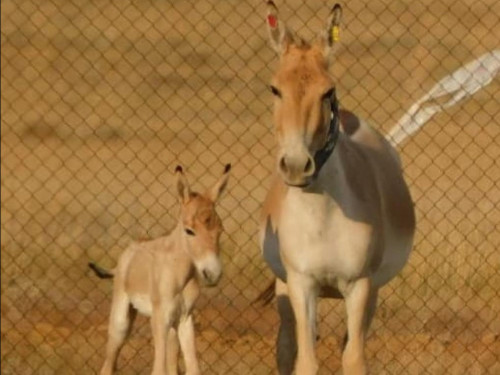 Торғайда құлан төлдеді