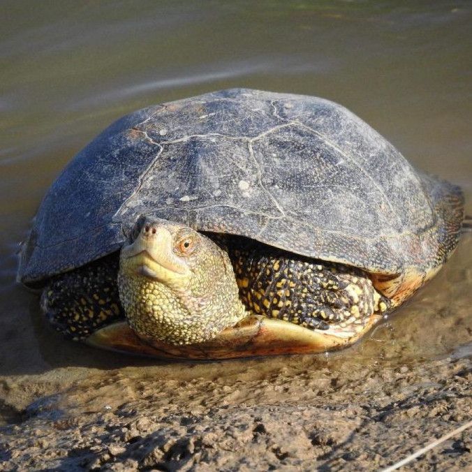 Жайық өзенінде екі тасбақа жүзіп жүр