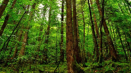 Атырау облысында бес жылда 7 млн көшет егіледі