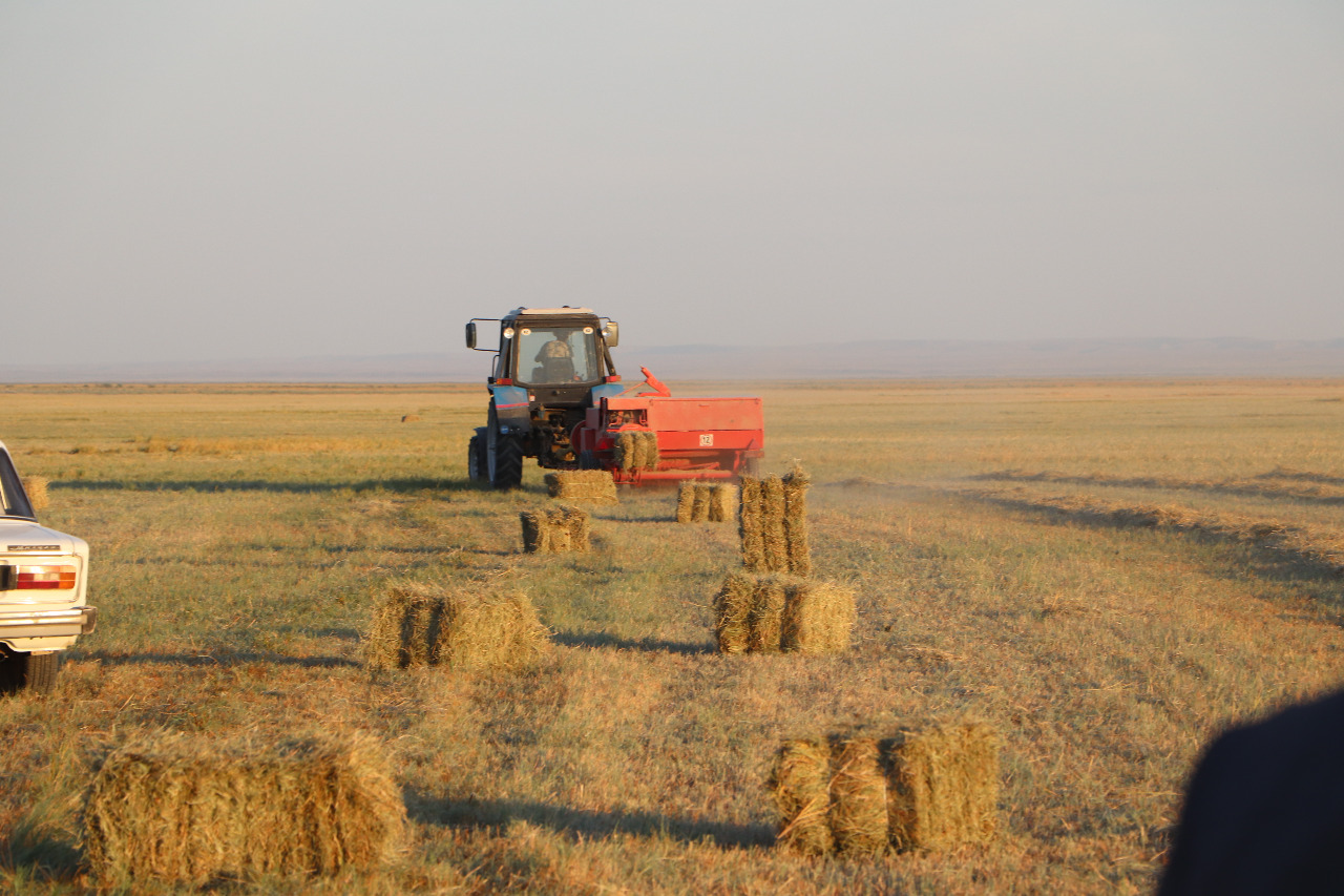 Сарысу ауданында мал азығы жеткілікті