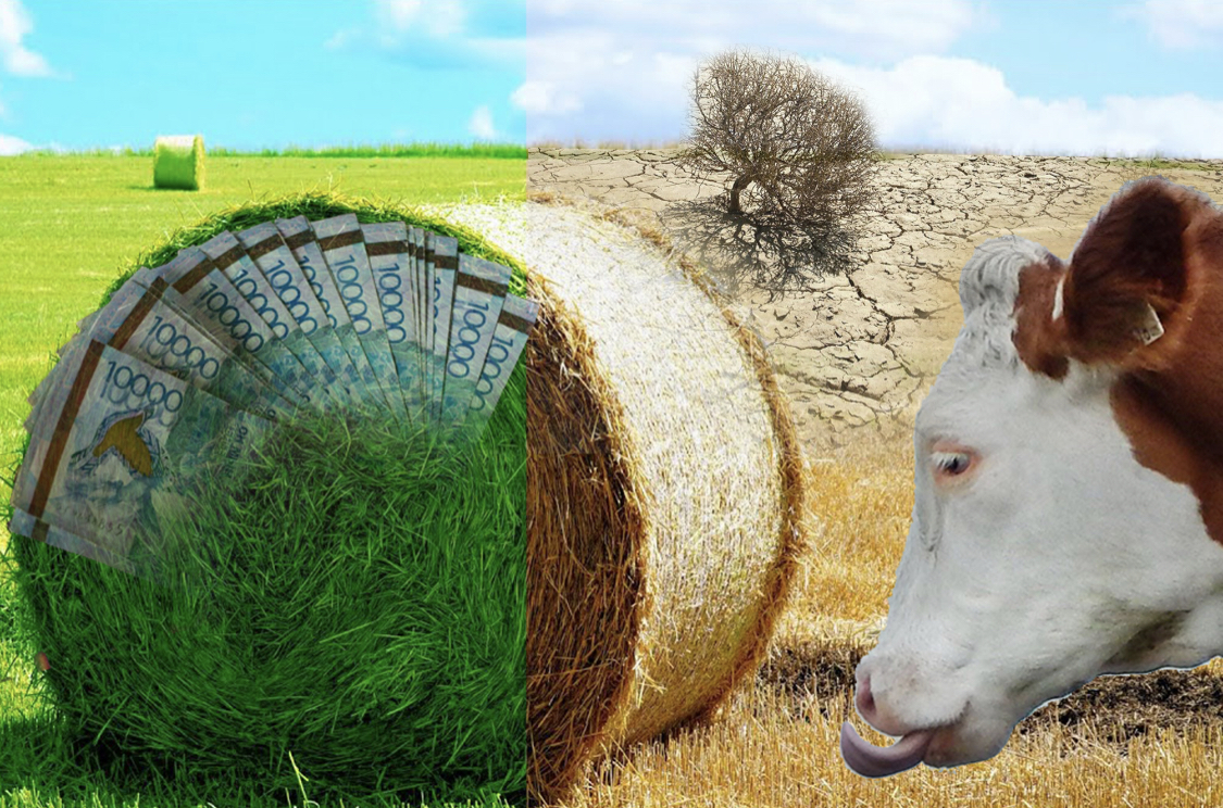 Маңғыстаудың мұңы