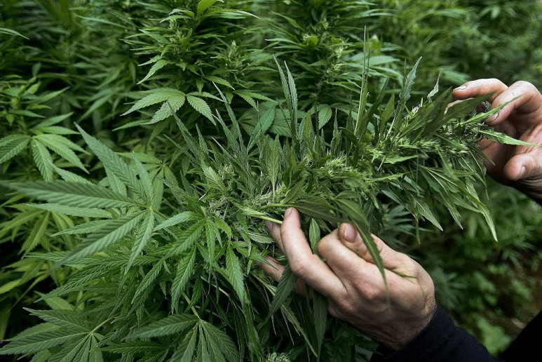 Атырауда ауласына марихуана өсірген екі тұрғын ұсталды