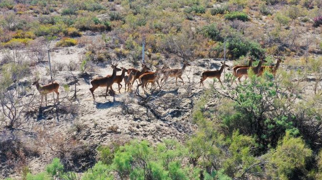 Бұқар бұғылары