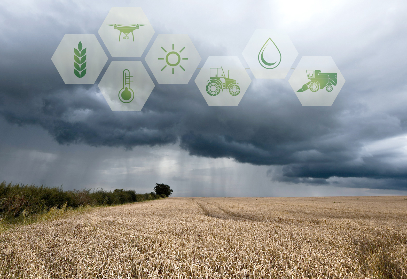 Аптаптан кейінгі алқап: Биылғы егіннің шығымы қалай?