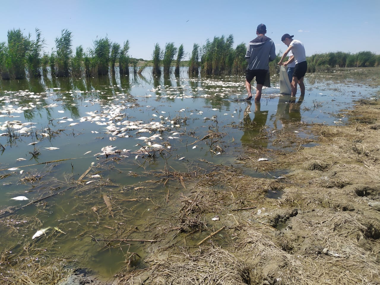 Атырау облысында каналда балық қырылды