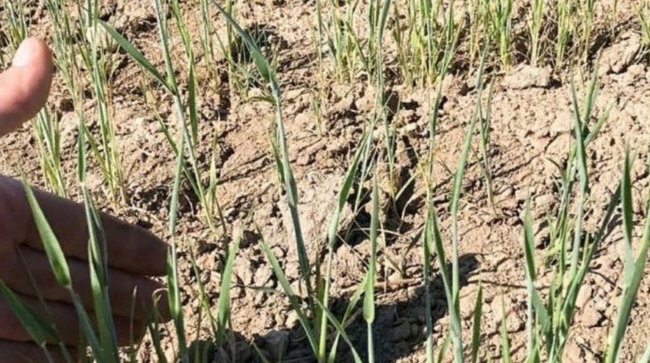 Ел ырыздықтан үмітті