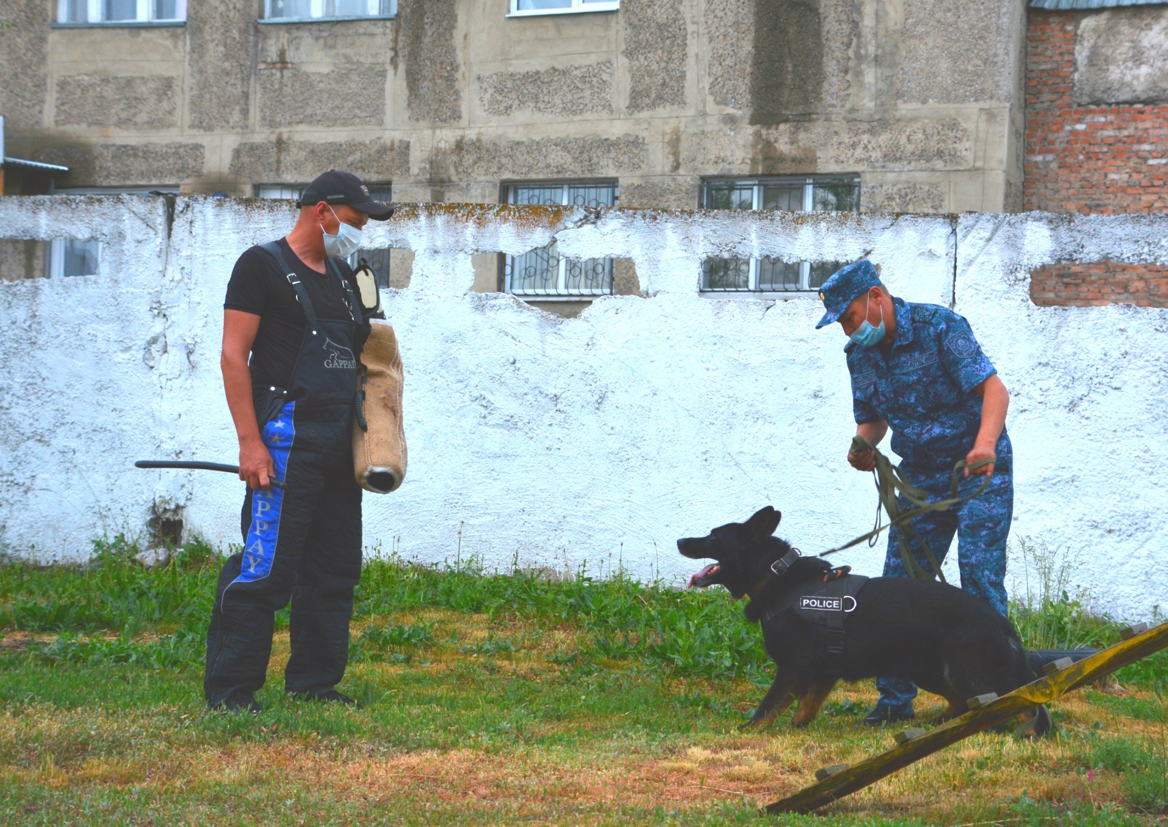 Иісшіл ит инновациядан озып тұр