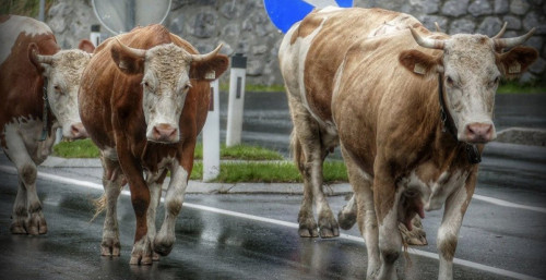 Ірі қара белгісіз індетке шалдығып жатыр