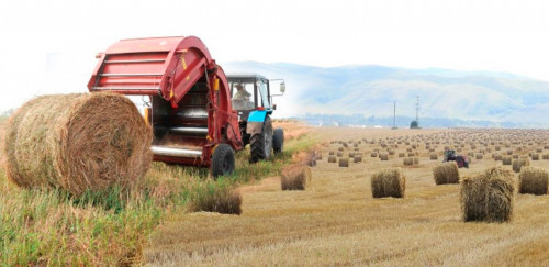 Сабанға дейін жинап алу керек