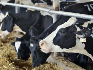 43 мың тонна жанар-жағармай бөлінеді