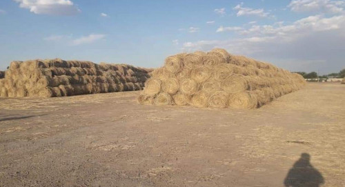 Қазалы ауданында қысқы мал азығын дайындау жүріп жатыр