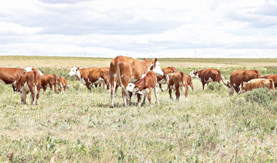 «1000 отбасылық ферма» жобасы басталды