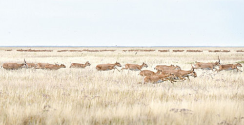 Бетегесіз белдерде бөкен қайтіп күн көрер?