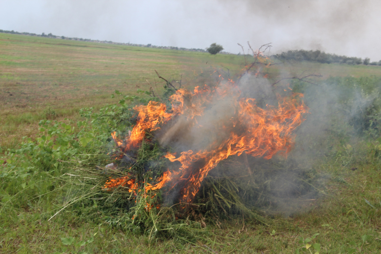 Атырау облысында қарасора өртелді
