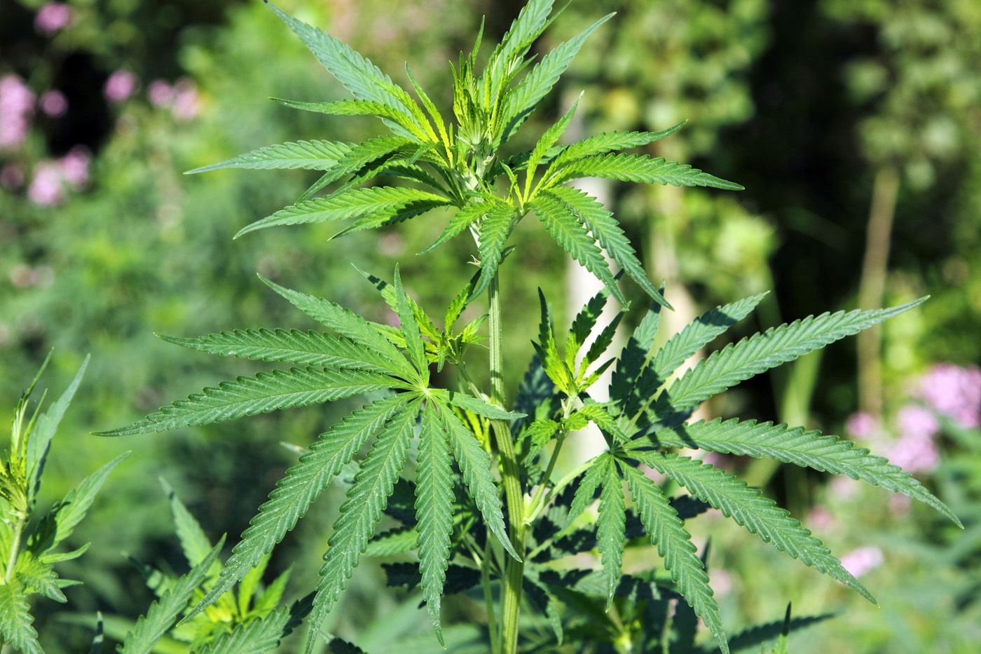 Қызылордалық полицейлер ірі есірткі алқабын анықтады