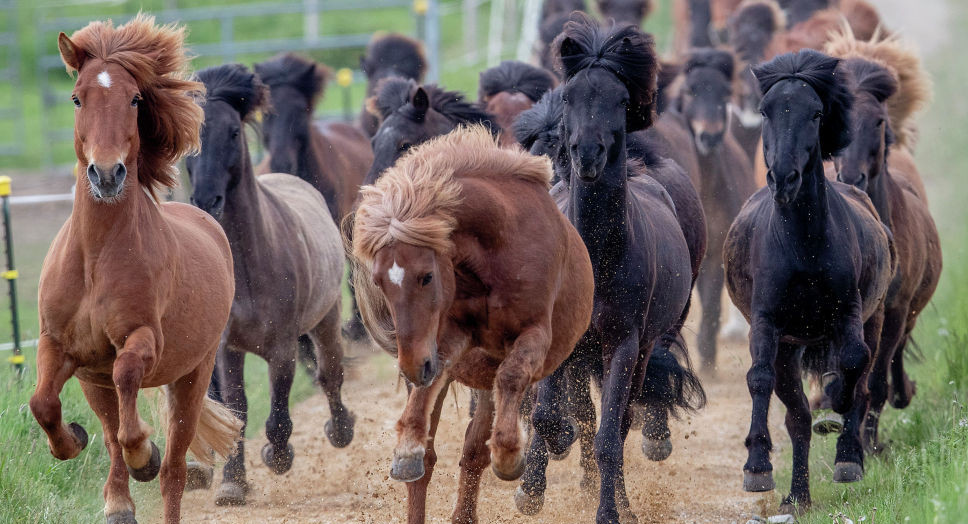 Атырауда жылқышыны өлтірген үшеуге сот үкімі шықты