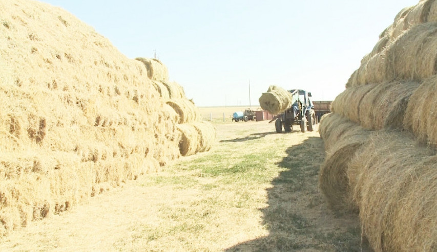 Өңір жемшөптен тарықпайды