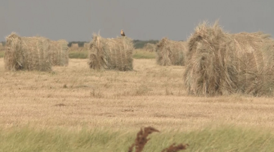 Көп болып көмек көрсетіп жатыр