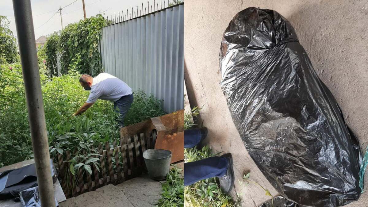 Алматылық зейнеткер немересімен бірге есірткі өсірген