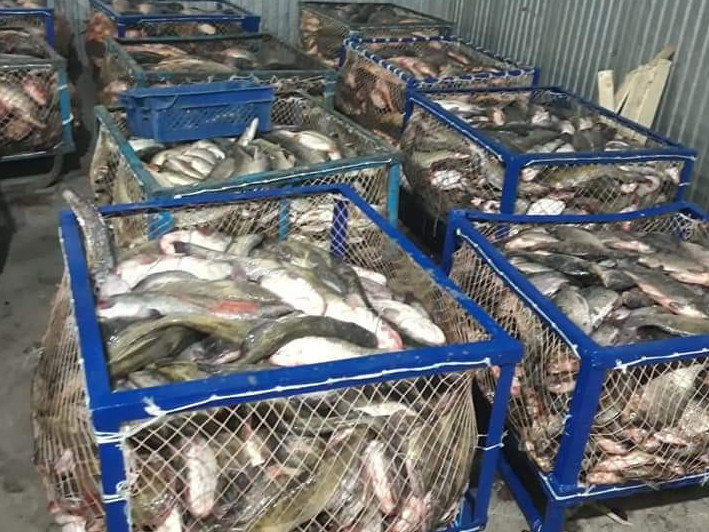Атырауда 23 млн теңгенің балығы заңсыз ауланған