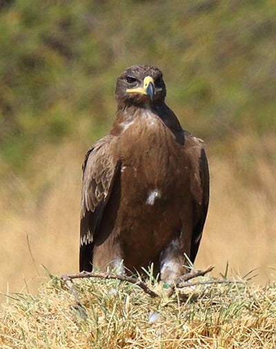 Дала қыранына қамқорлық керек