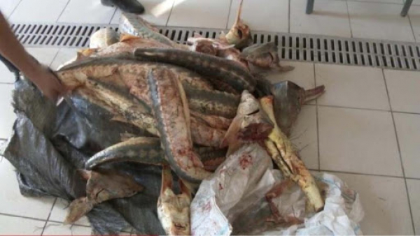 Атырауда браконьерлерден бекіре тұқымдас балық тәркіленді