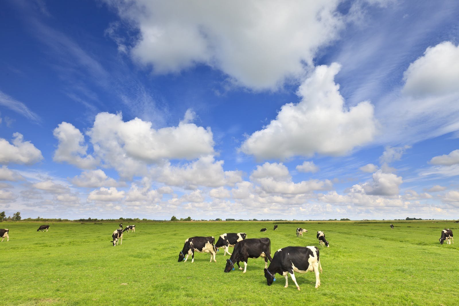 Жайылымы жоқ ауылдың жайы мүшкіл