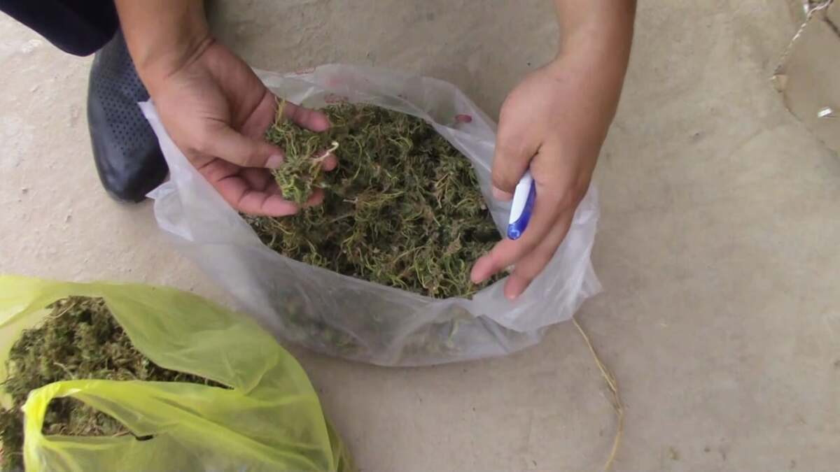 Келестік тұрғыннан 1,5 келі марихуана тәркіленді