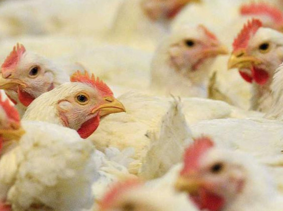 Ірі құс фабрикасы – қажетті жоба