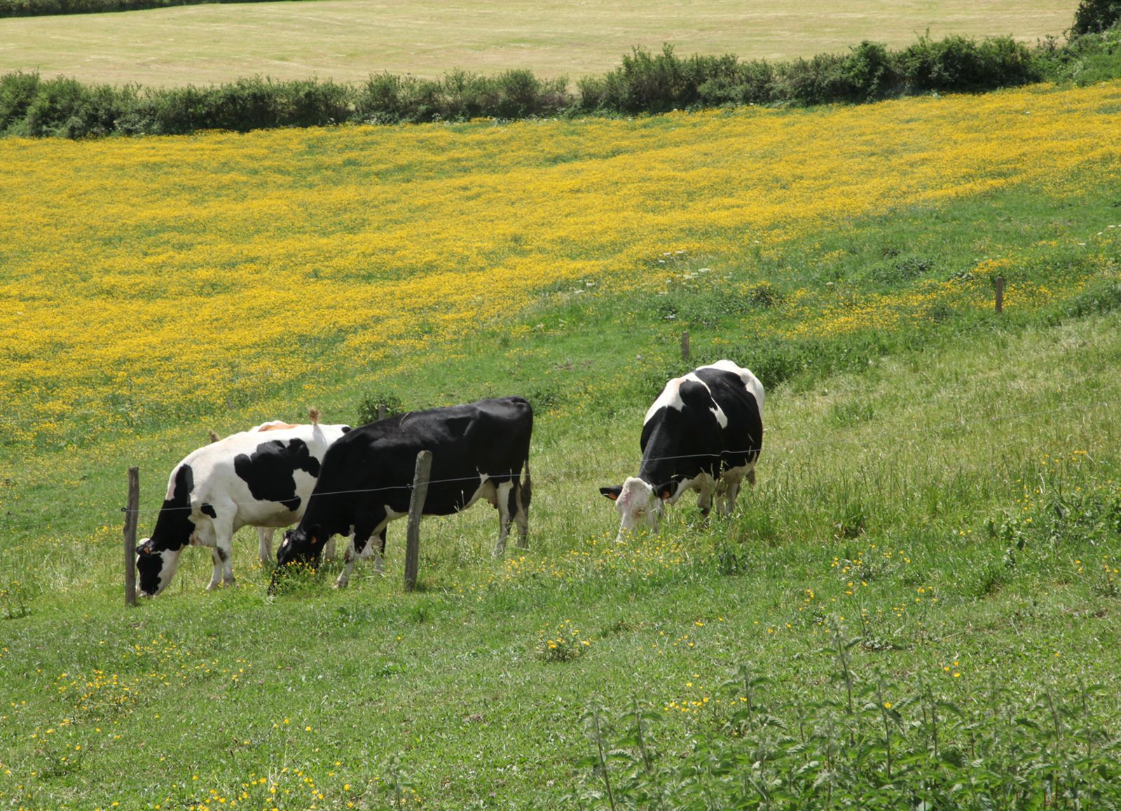 Жаңа заң жайылым мәселесін  шеше ала ма?
